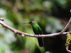 Heliodoxa leadbeateri