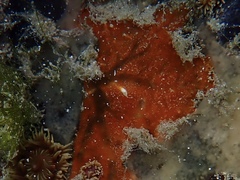 Spirastrella hartmani