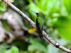 Heliodoxa leadbeateri