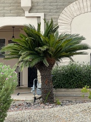 Cycas