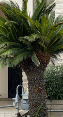 Cycas