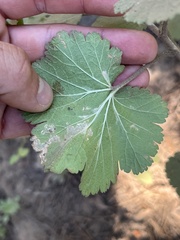 Ribes viscosissimum