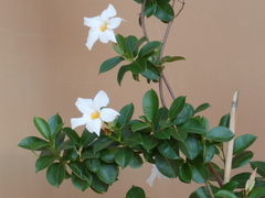 Mandevilla laxa