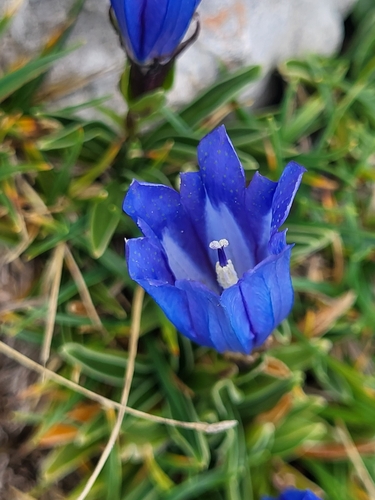 Image of Gentiana froelichii by (c) Jacek Pietruszewski, some rights reserved (CC BY)