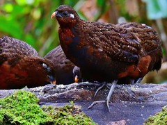 Odontophorus hyperythrus