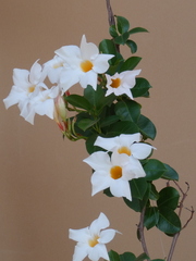 Mandevilla laxa