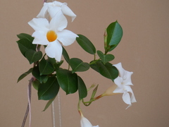Mandevilla laxa