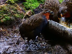 Odontophorus hyperythrus