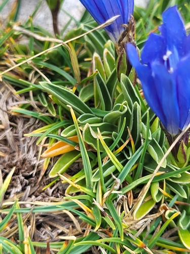 Image of Gentiana froelichii by (c) Jacek Pietruszewski, some rights reserved (CC BY)