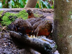 Odontophorus hyperythrus