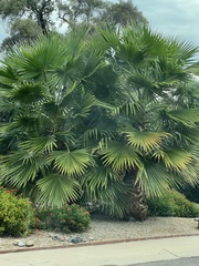 Washingtonia robusta