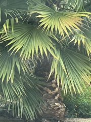 Washingtonia robusta