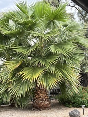 Washingtonia robusta