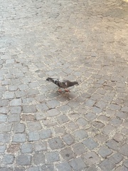 Columba livia domestica