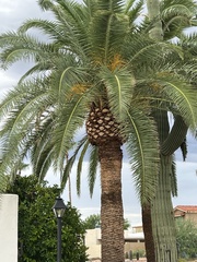 Phoenix canariensis