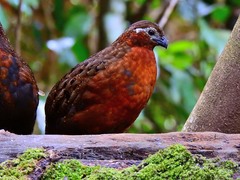 Odontophorus hyperythrus