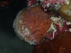Mycale microsigmatosa