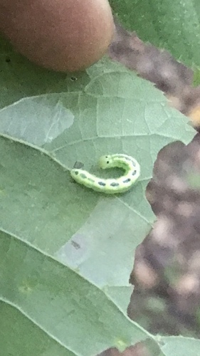 Linden Prominent photo 4