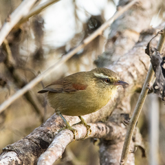 Cranioleuca obsoleta