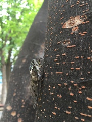 Hyalessa maculaticollis