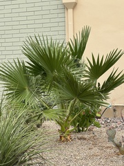 Washingtonia robusta