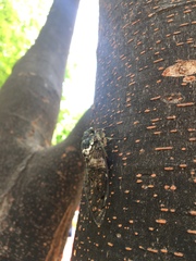 Hyalessa maculaticollis