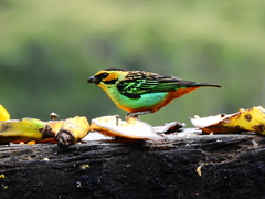 Tangara chrysotis