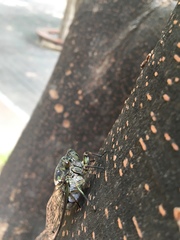 Hyalessa maculaticollis