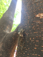 Hyalessa maculaticollis