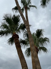 Washingtonia robusta