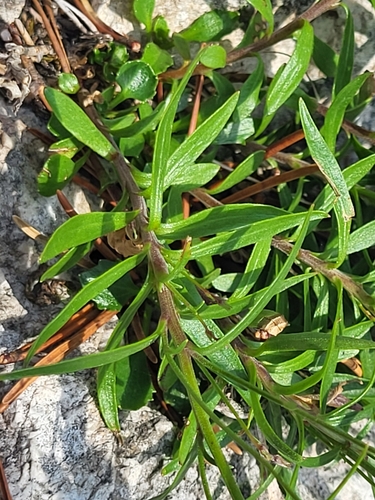 Image of Campanula cespitosa by (c) Jacek Pietruszewski, some rights reserved (CC BY)