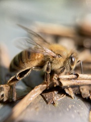 Apis mellifera