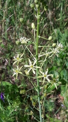 Ornithogalum