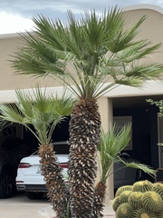 Washingtonia robusta