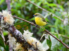 Euphonia concinna