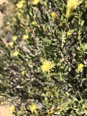 Ericameria parryi