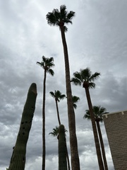 Washingtonia robusta