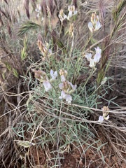 Astragalus flavus higginsii