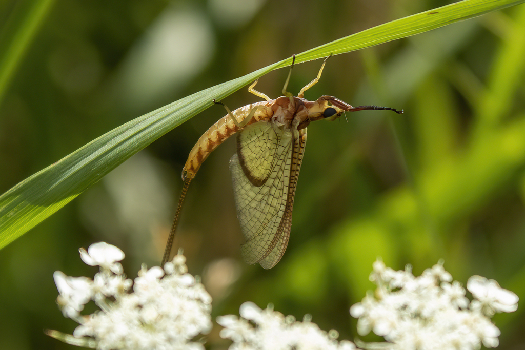 Giant Mayflies from Winona County, MN, USA on August 9, 2022 at 11:21 ...