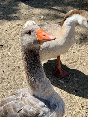 Anser anser domesticus