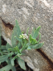 Heliotropium curassavicum image