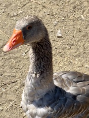 Anser anser domesticus