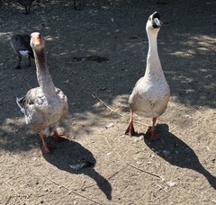 Anser anser domesticus