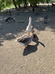 Anser anser domesticus