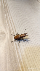 Cyclommatus scutellaris