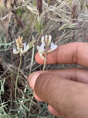 Astragalus flavus higginsii