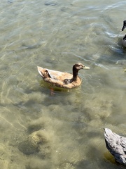 Anas platyrhynchos domesticus