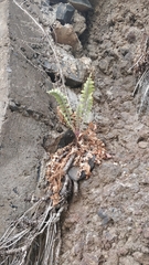 Sonchus ustulatus image