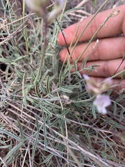 Astragalus flavus higginsii