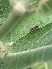 Graphocephala uhleri